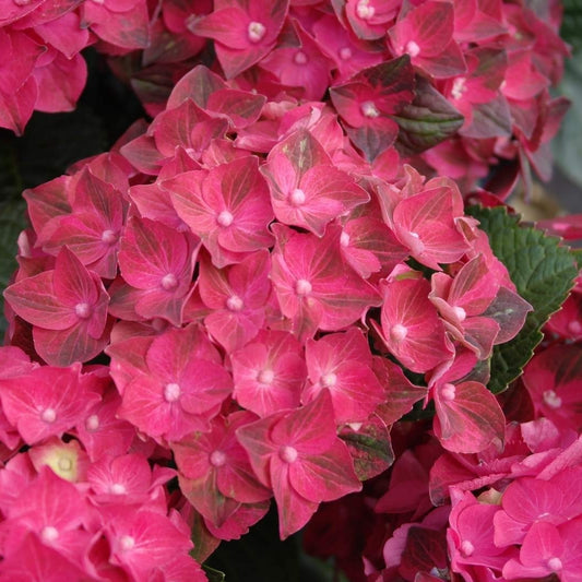 Bauernhortensie 'Magical Sapphire'