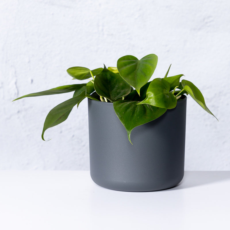 philodendron kaufen Baumfreund kaufen | Philodendron scandens