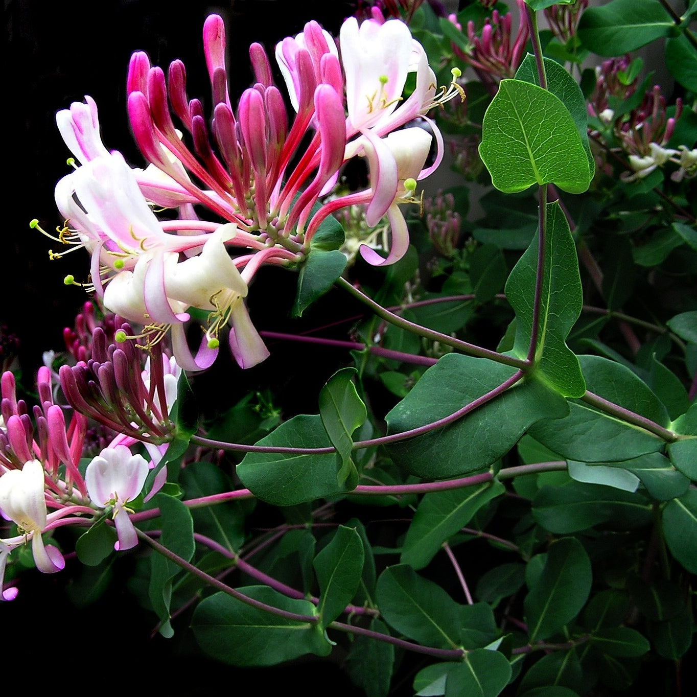 Waldgeißblatt 'Belgica' kaufen | Lonicera periclymenum 'Belgica'