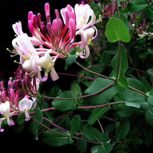 Waldgeißblatt 'Belgica'