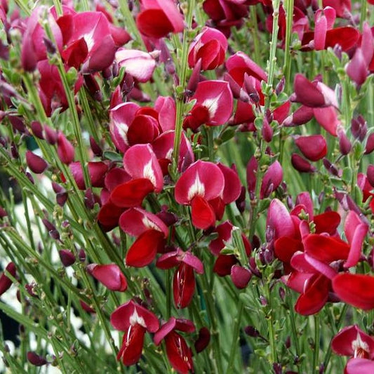 Besenginster rot