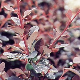 Blutberberitze