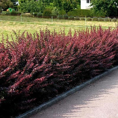 Blutberberitze