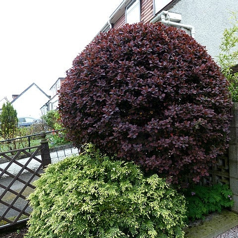 Blutberberitze