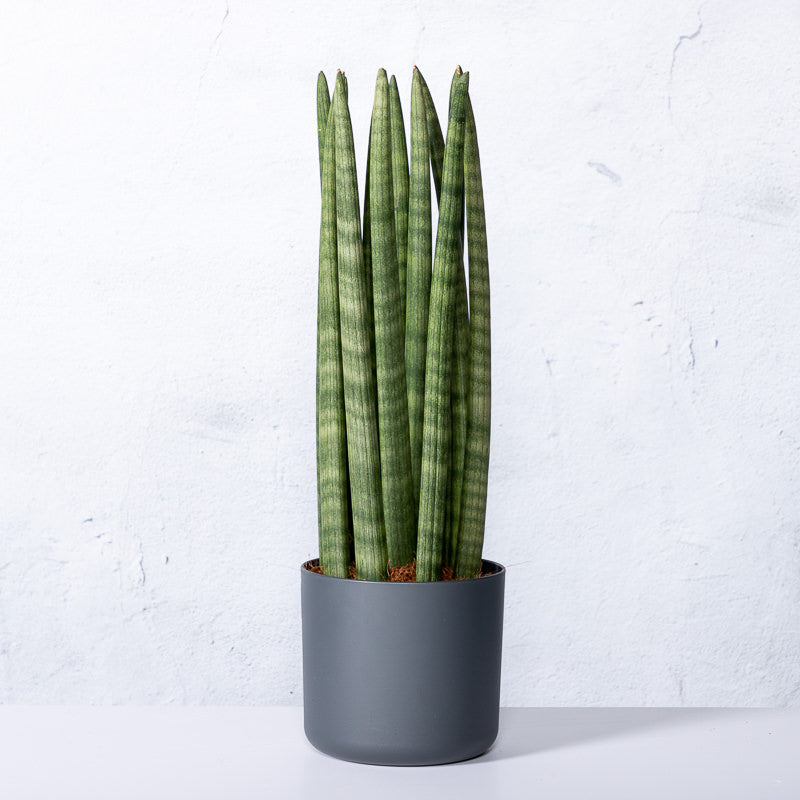 sansevieria cylindrica groß Bogenhanf 'Cylindrica' | kaufen