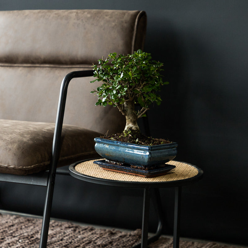 Bonsai 'Carmona' Kugelform