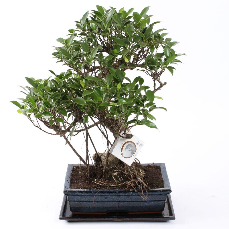 Bonsai Ficus S-Form kaufen | Bonsai Ficus