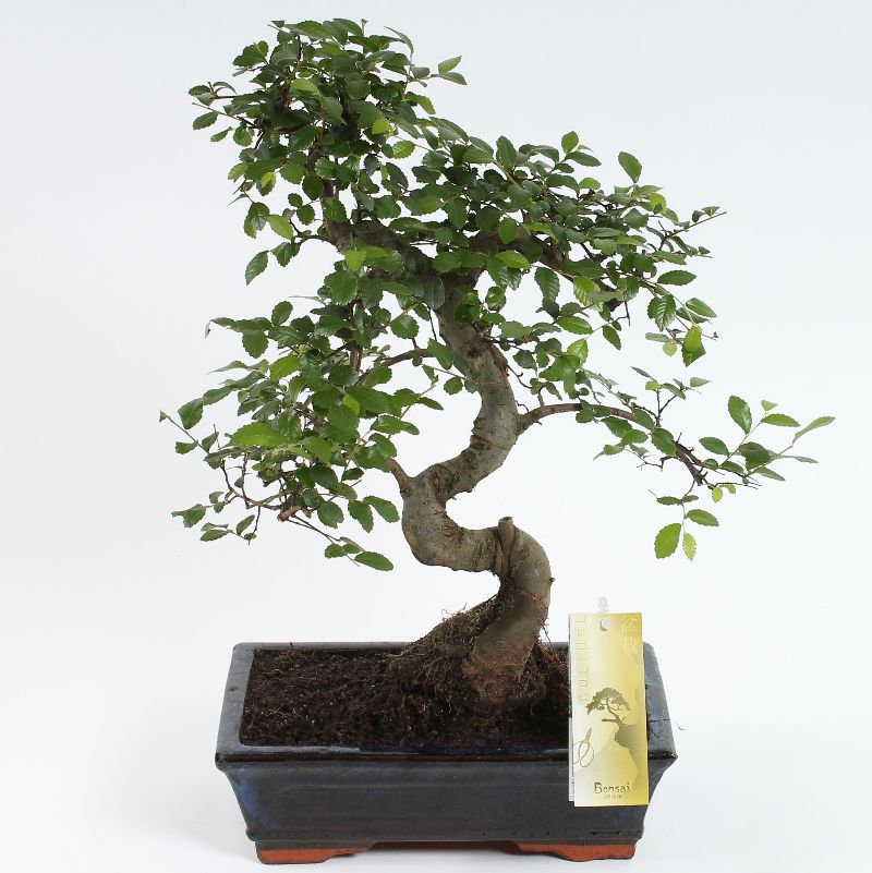 Bonsai 'Zelkova' S-Form