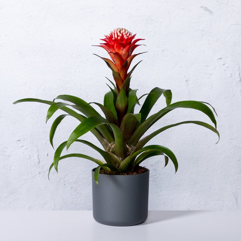 Bromelie kaufen | Guzmania 'Hope'