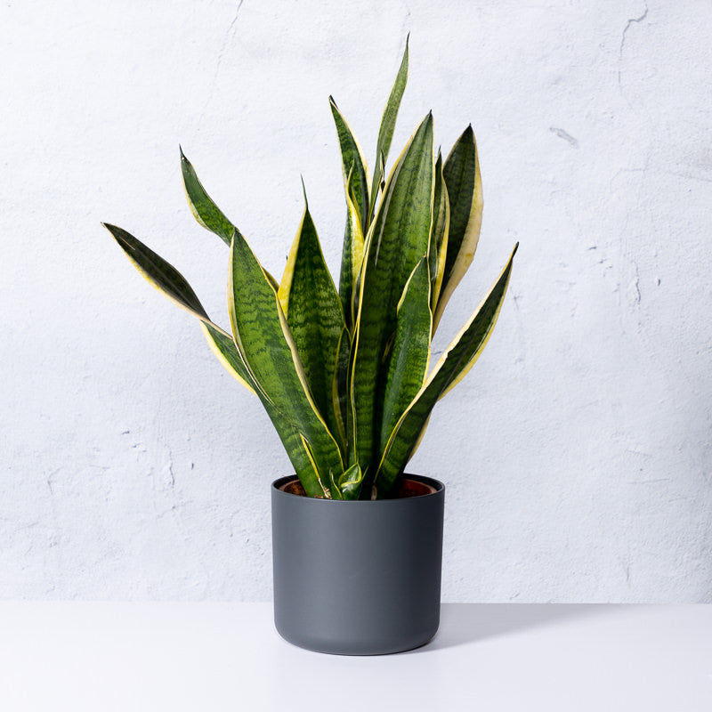 sansevieria online kaufen Bunte Bogenhanf kaufen | Sansevieria trifasciata