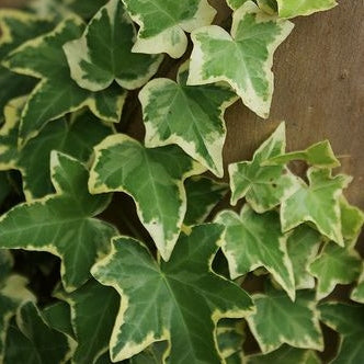 Gelbbunter Efeu ‘Goldchild’