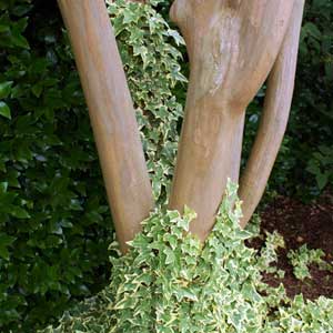 Gelbbunter Efeu ‘Goldchild’