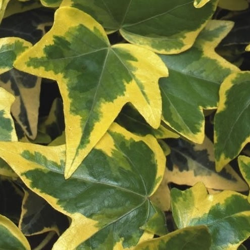 Gelbbunter Efeu ‘Goldchild’