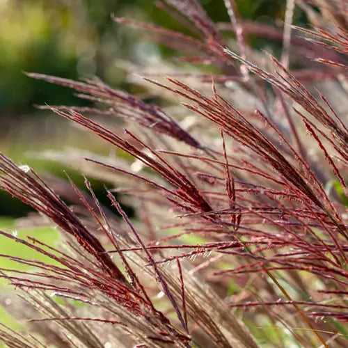 Chinaschilf 'Red Chief'