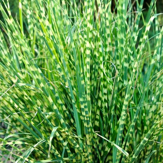 Chinaschilf 'Strictus'