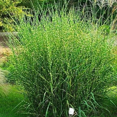 Chinaschilf 'Strictus'