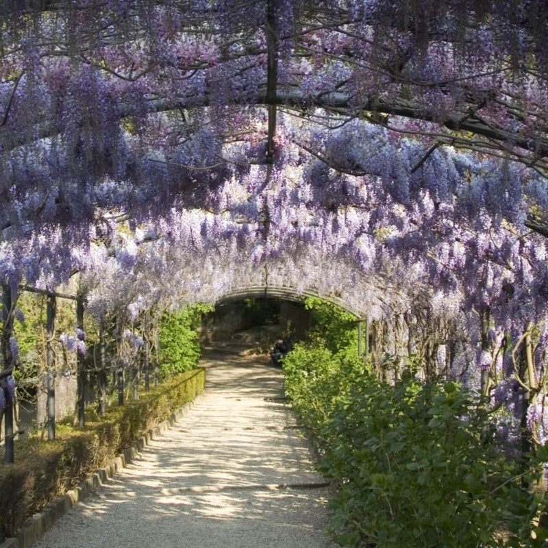 Chinesischer Blauregen