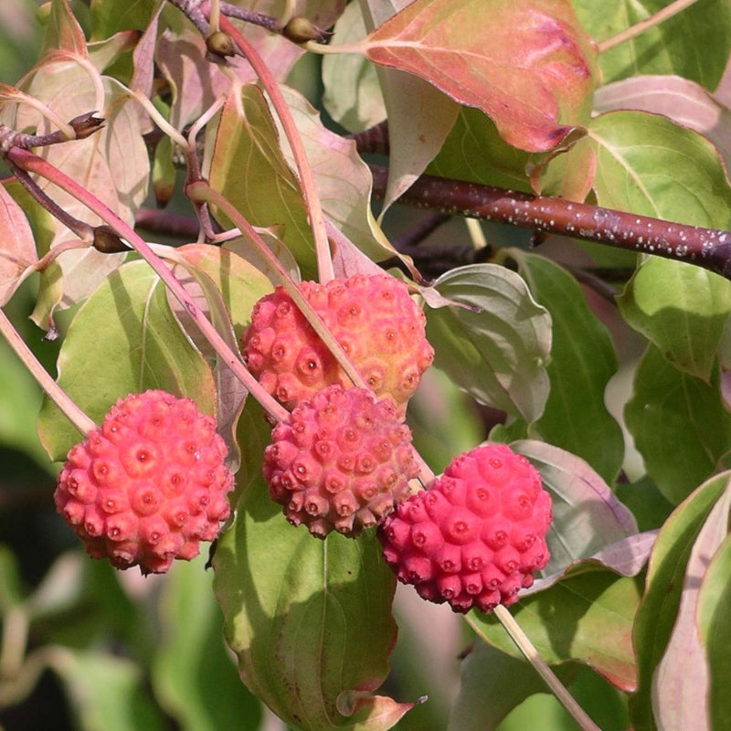 Chinesischer Blumen-Hartriegel 'Schmetterling'