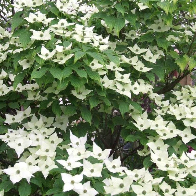 Chinesischer Blumen-Hartriegel 'Schmetterling'