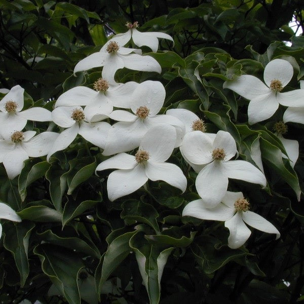 Chinesischer Blumen-Hartriegel 'Schmetterling'