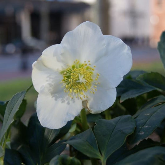 Christrose