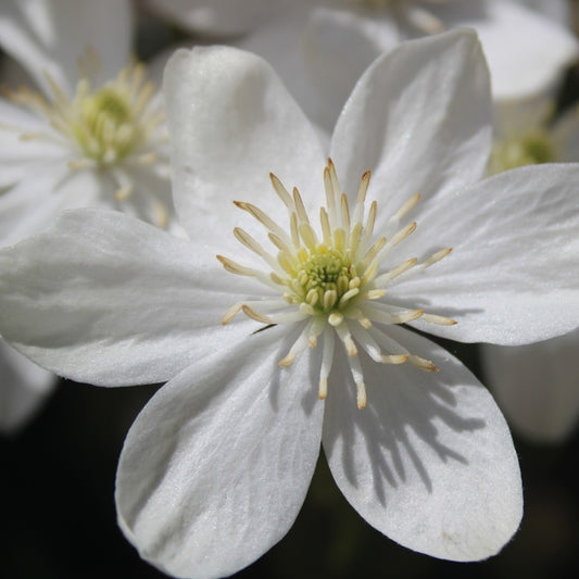 Clematis weiß immergrün