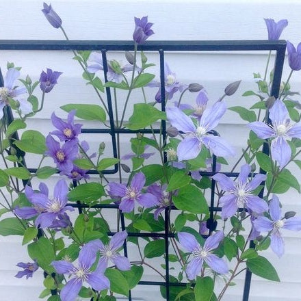 Clematis blau