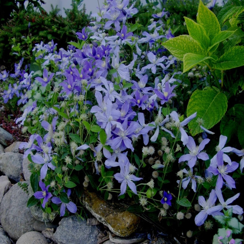 Clematis blau