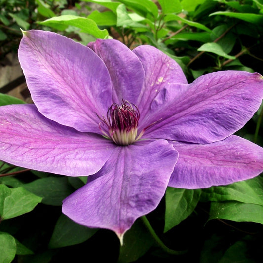Clematis lila