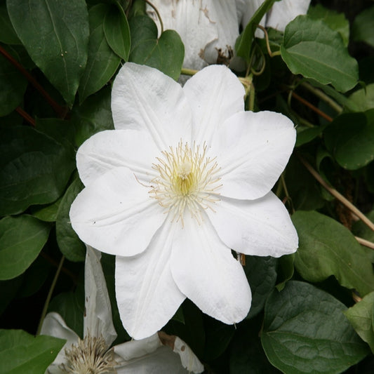 Clematis weiß