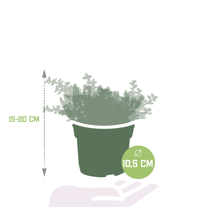 Crassula Mix 3 Stück im Topf 10,5 cm Ø