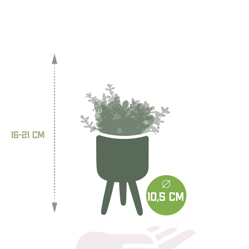 Crassula Mix 3 Stück im Betontopf 8,5 cm Ø