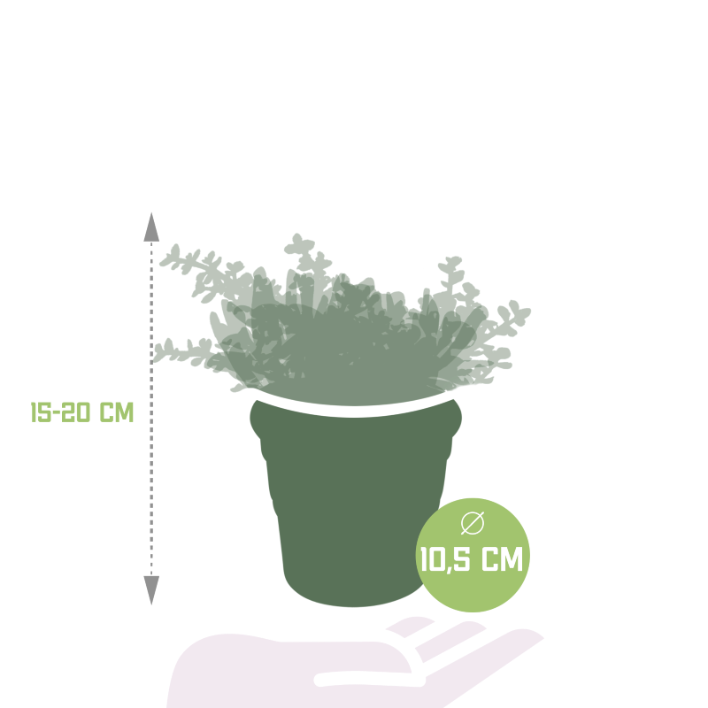 Crassula Mix 3 Stück im Terracotta-Topf 10,5 cm Ø