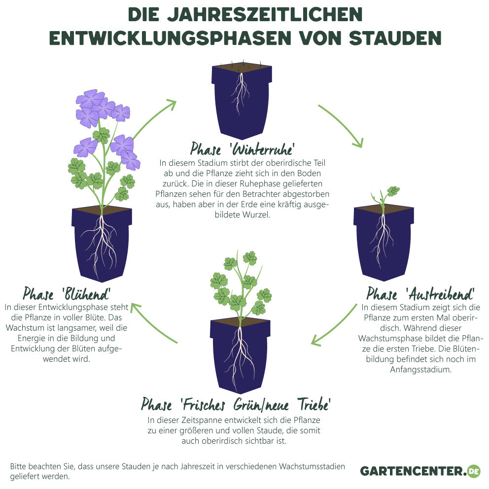 Weiße Margerite