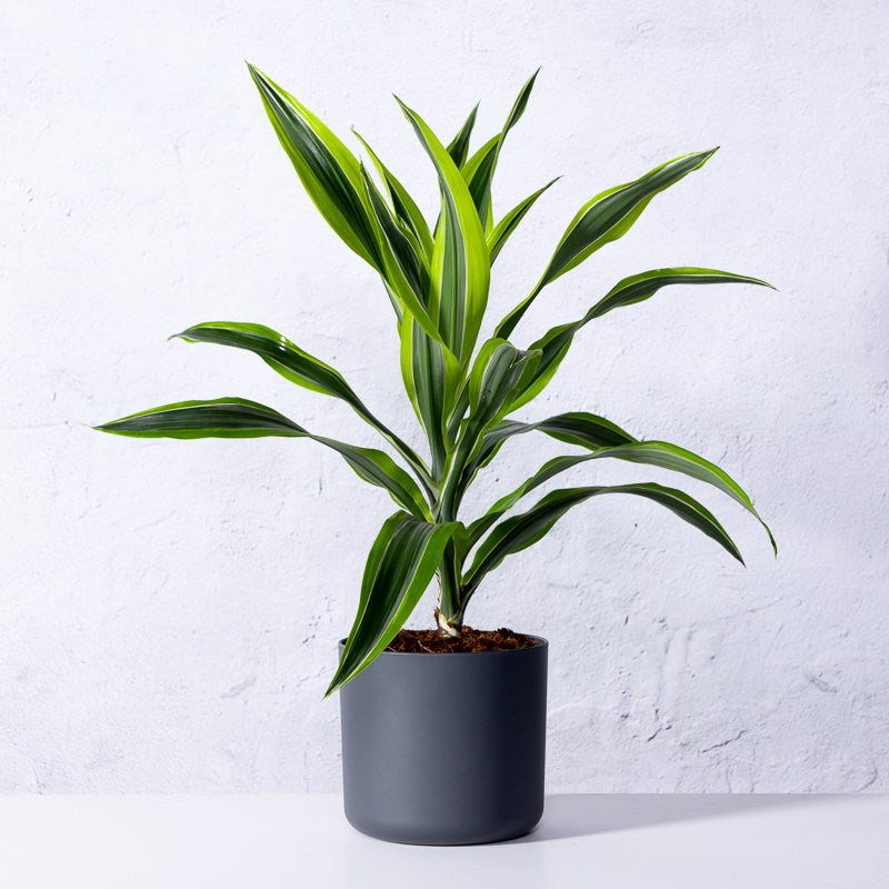 drachenbaum seramis Drachenbaum 'Lemon Lime' | kaufen