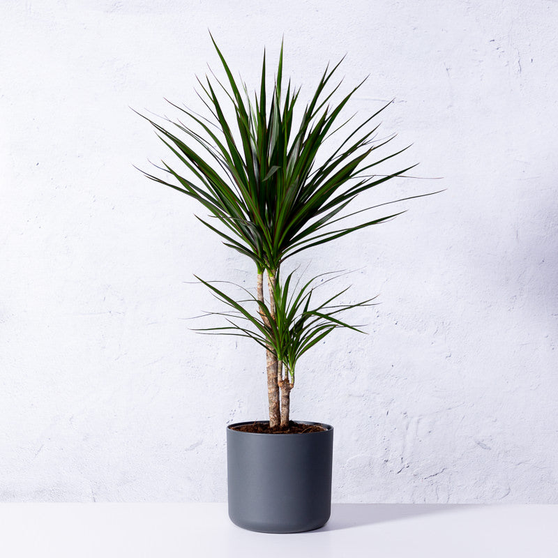 dracaena massangeana kaufen Drachenbaum 'Marginata' kaufen | Dracaena marginata