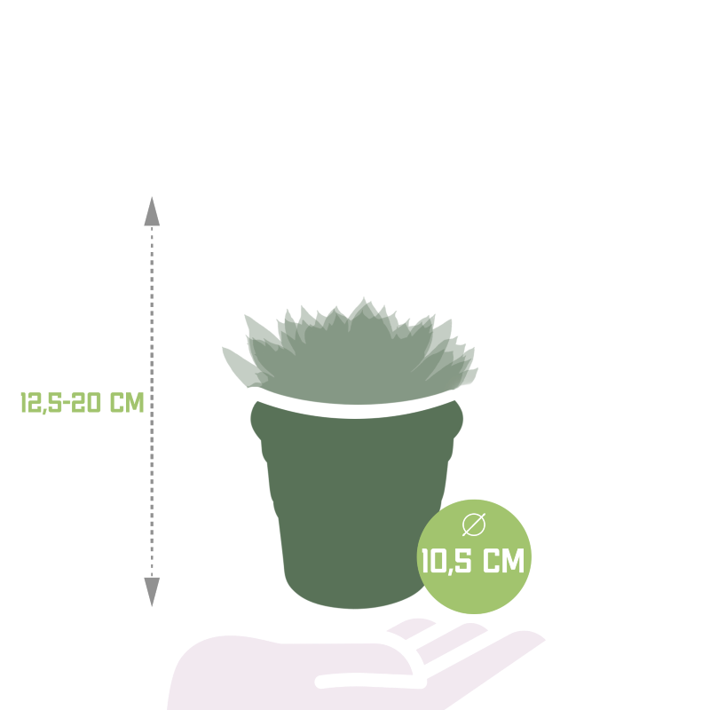 Echeveria Mix 3 Stück im Terracotta-Topf 10,5 cm Ø