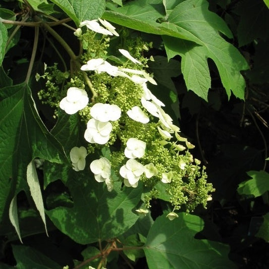 Eichenblättrige Hortensie