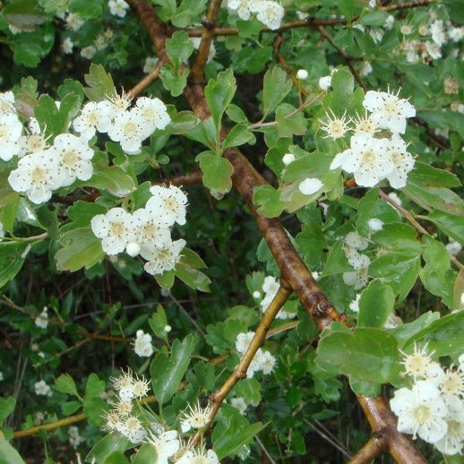 Eingriffeliger Weißdorn