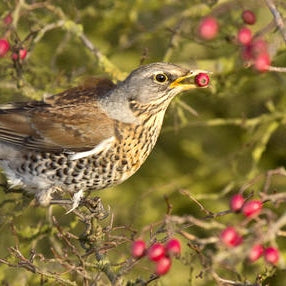 Eingriffeliger Weißdorn