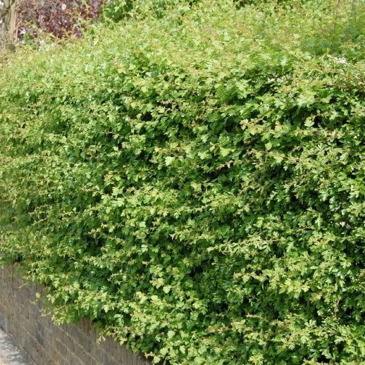 Eingriffeliger Weißdorn