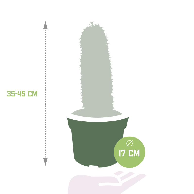 Euphorbia marmorata im Topf 17 cm Ø