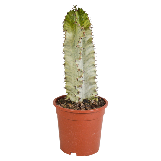 Euphorbia marmorata im Topf 17 cm Ø