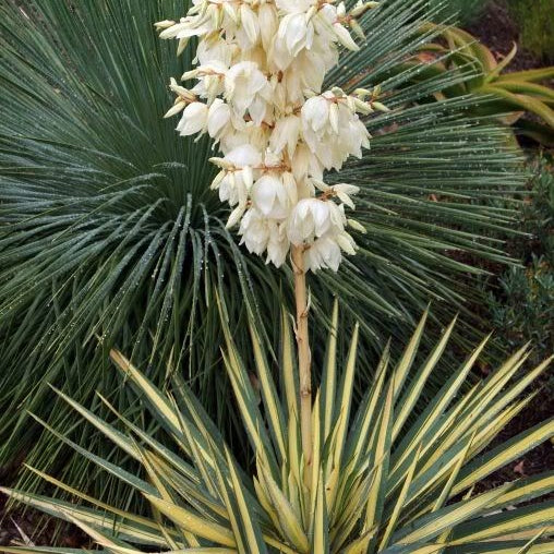 Fädige Palmlilie 'Color Guard'