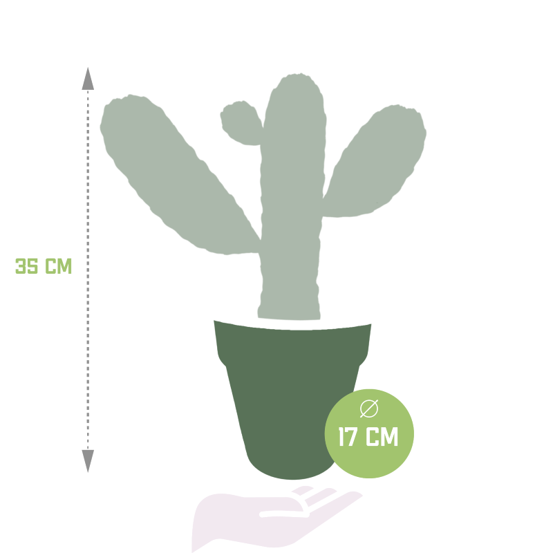 Feigenkaktus im Terracotta-Topf 17 cm Ø