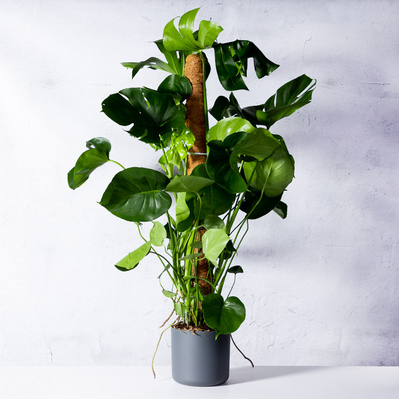 philodendron domesticum Philodendron domesticum variegata variegated 2.5" *Preorder* OrchidBox