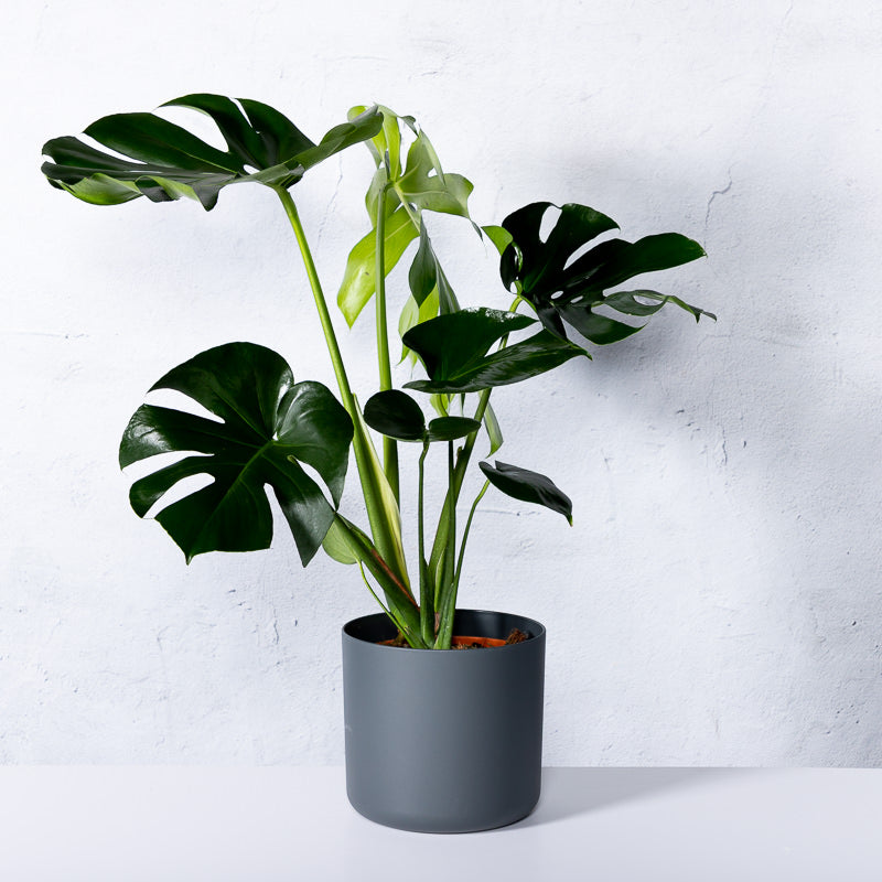 fensterblatt philodendron Fensterblatt | kaufen