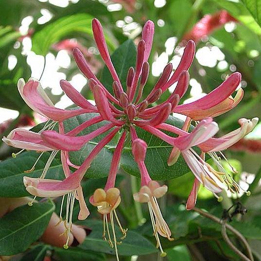 Feuer-Geißblatt kaufen | lonicera heckrottii