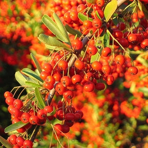 Feuerdorn orange