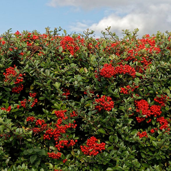 Feuerdorn rot